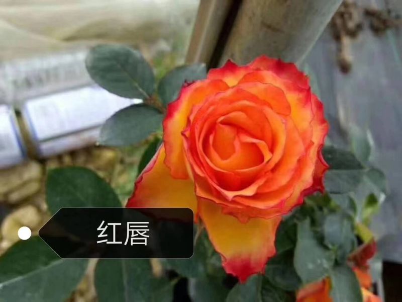 红色大花颜色多品种多样欢迎来电咨询