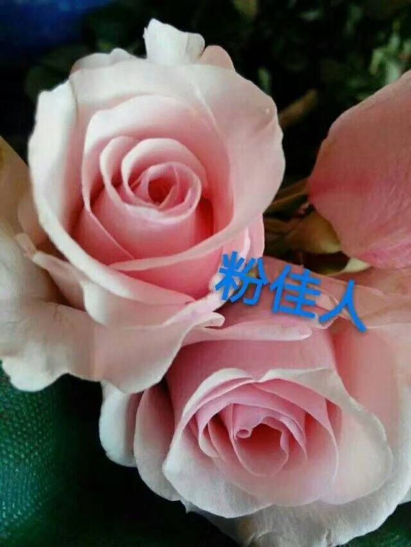 红色大花颜色多品种多样欢迎来电咨询