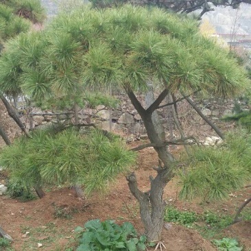 造型树