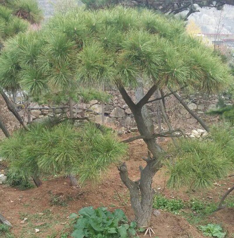 造型树
