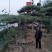 造型树