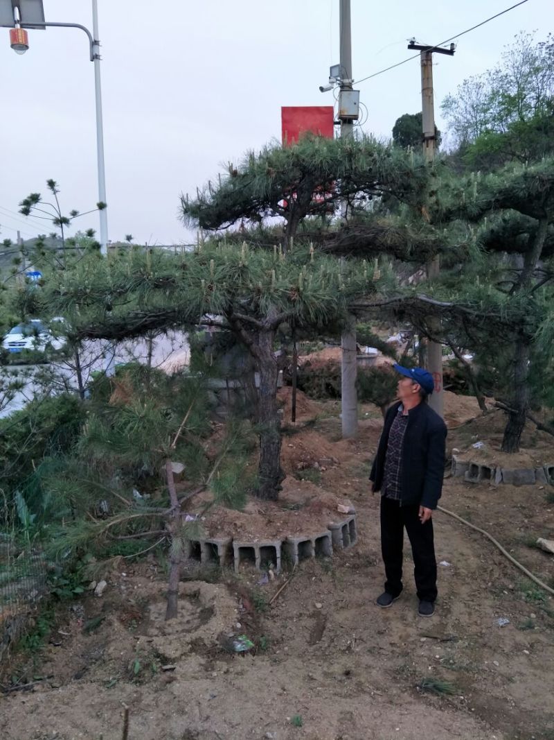 造型树