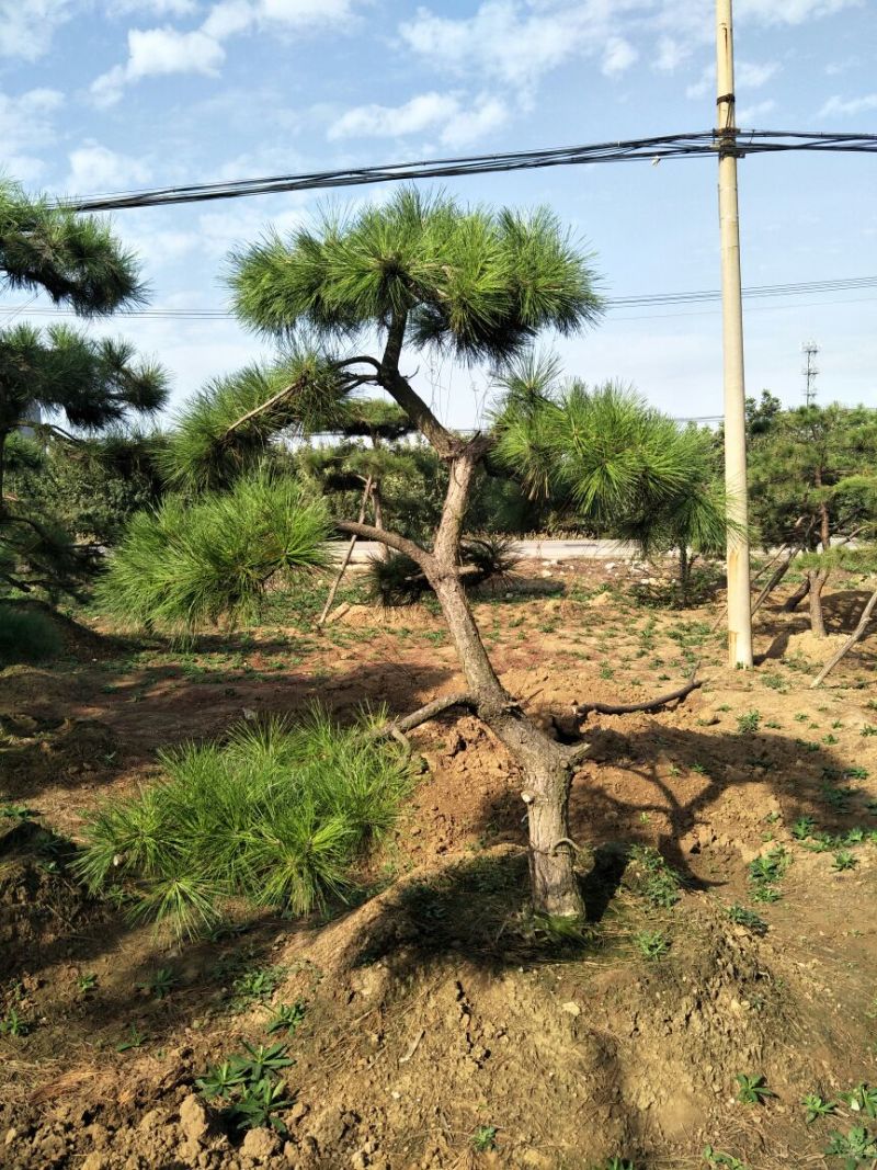 造型树