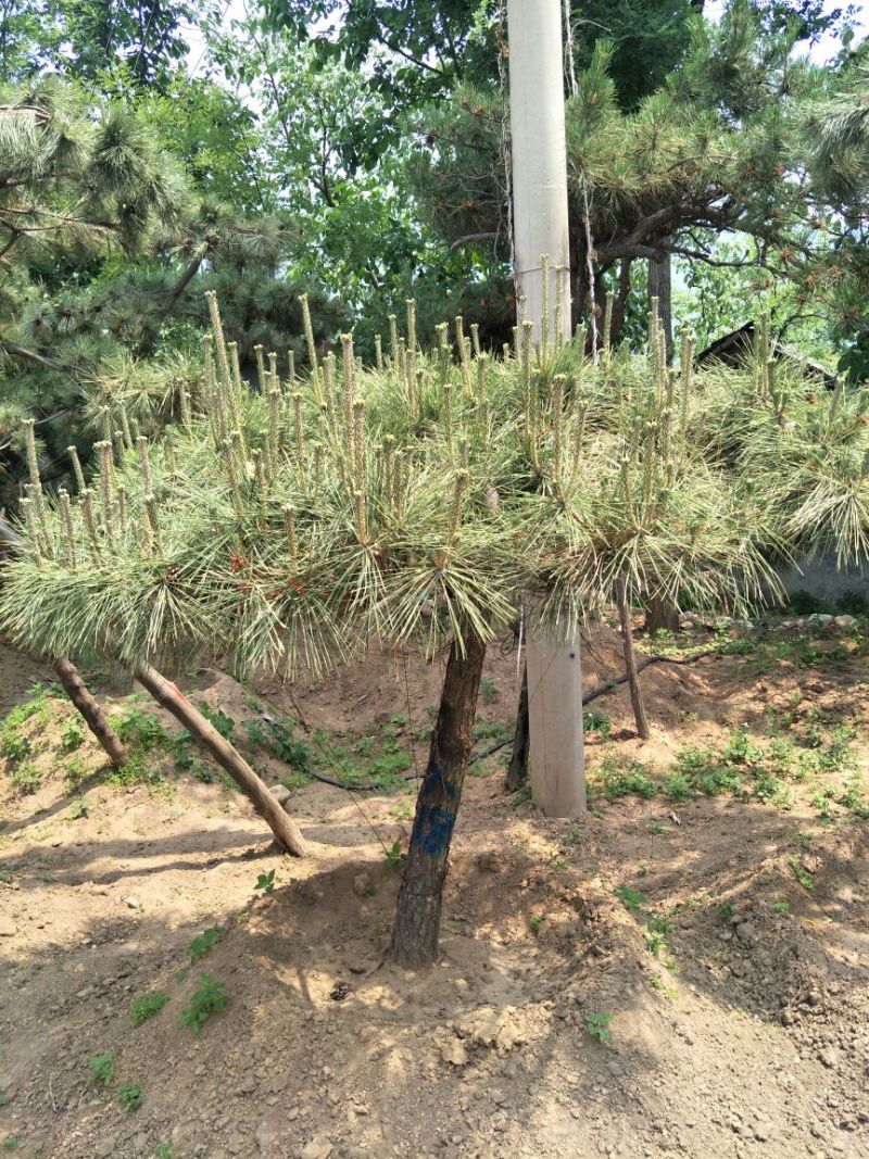 造型树