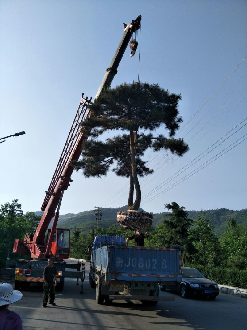 造型树
