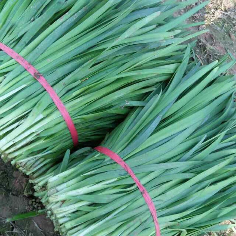 平韭6号韭菜二茬