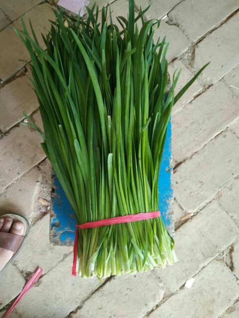 平韭6号韭菜二茬