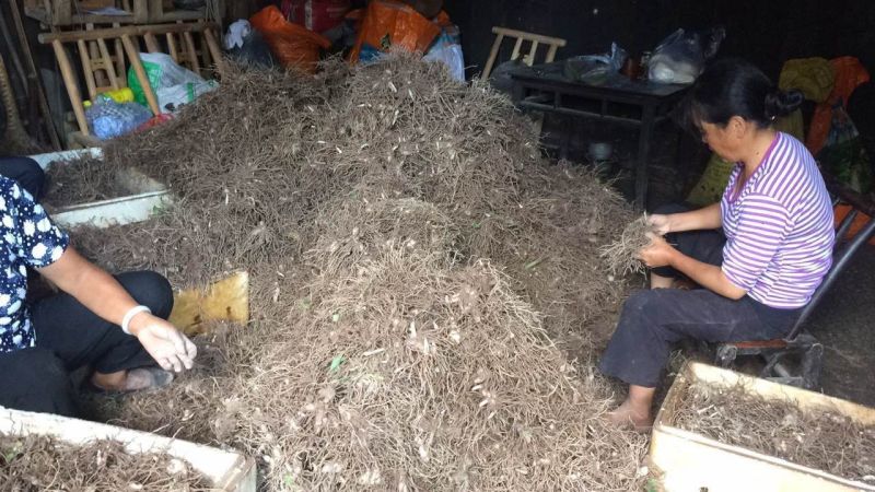 三叉白芨紫花三叉白芨，全芽头白芨，白芨种茎，商品白芨，