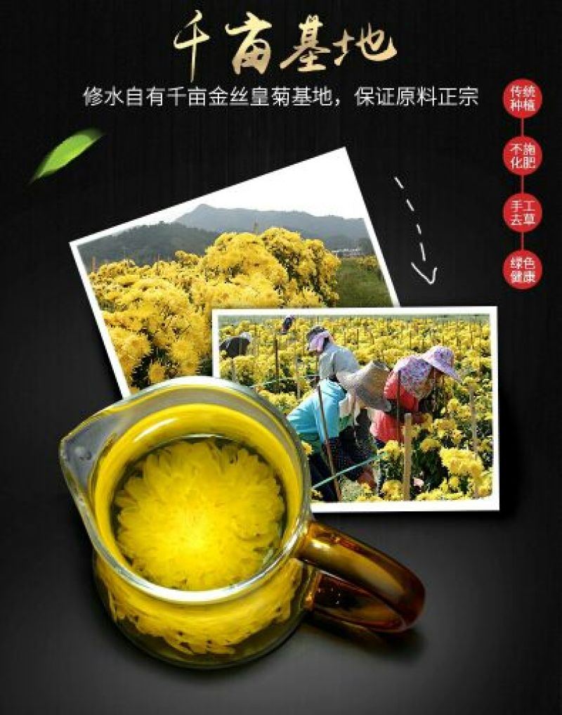 皇菊茶十盒送一盒