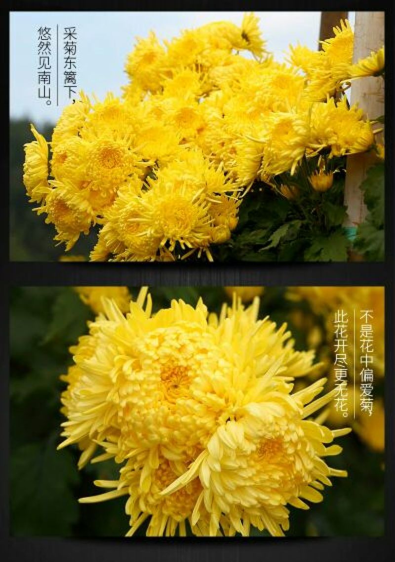 皇菊茶十盒送一盒