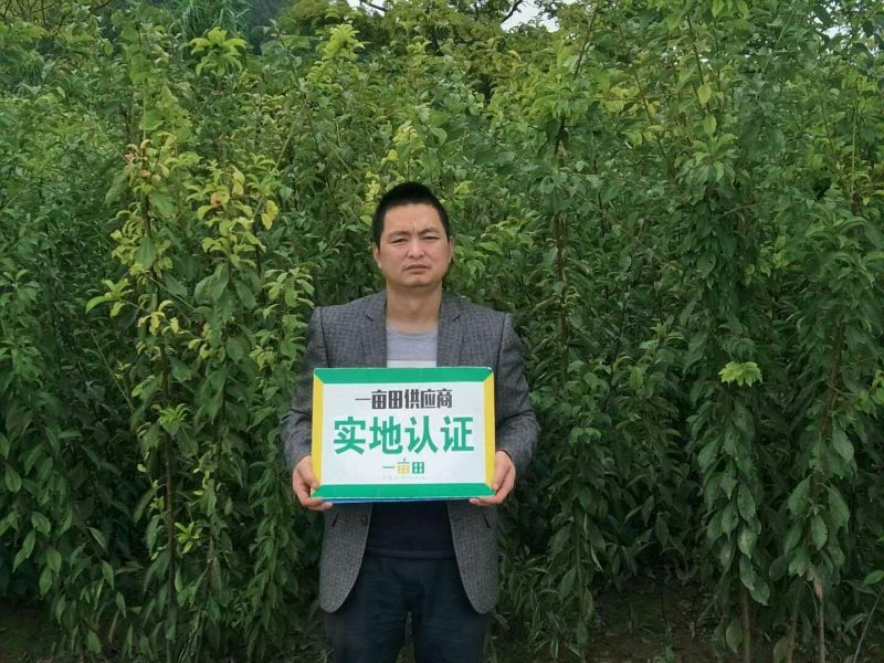 优质胭脂脆桃苗大量供应品种质量保证0.6至一公分半起