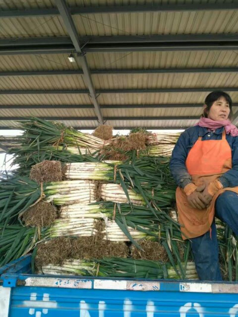 大葱滕州铁杆大葱大量上市，粗细分级白长根细无泥土