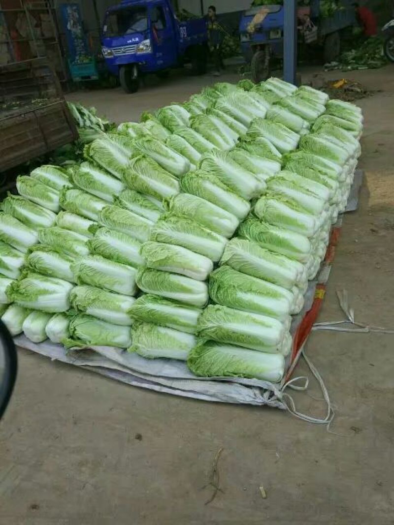 滕州新北京新三号白菜，4~6斤可根据客户要求定制净菜