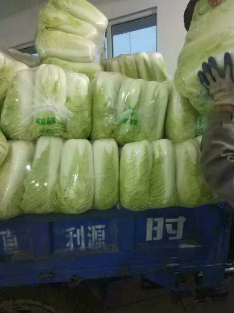 滕州新北京新三号白菜，4~6斤可根据客户要求定制净菜