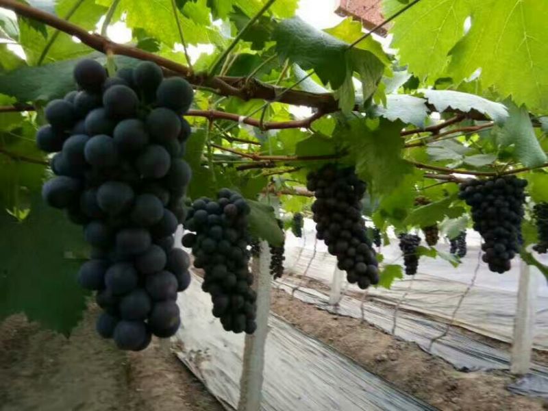 夏黑葡萄苗30cm以下1年