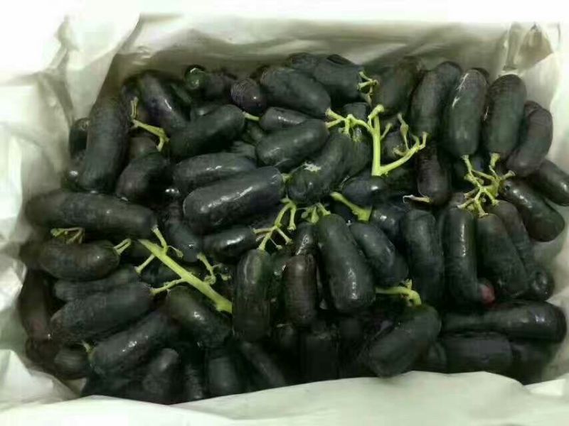 甜蜜蓝宝石葡萄苗30~50cm1年