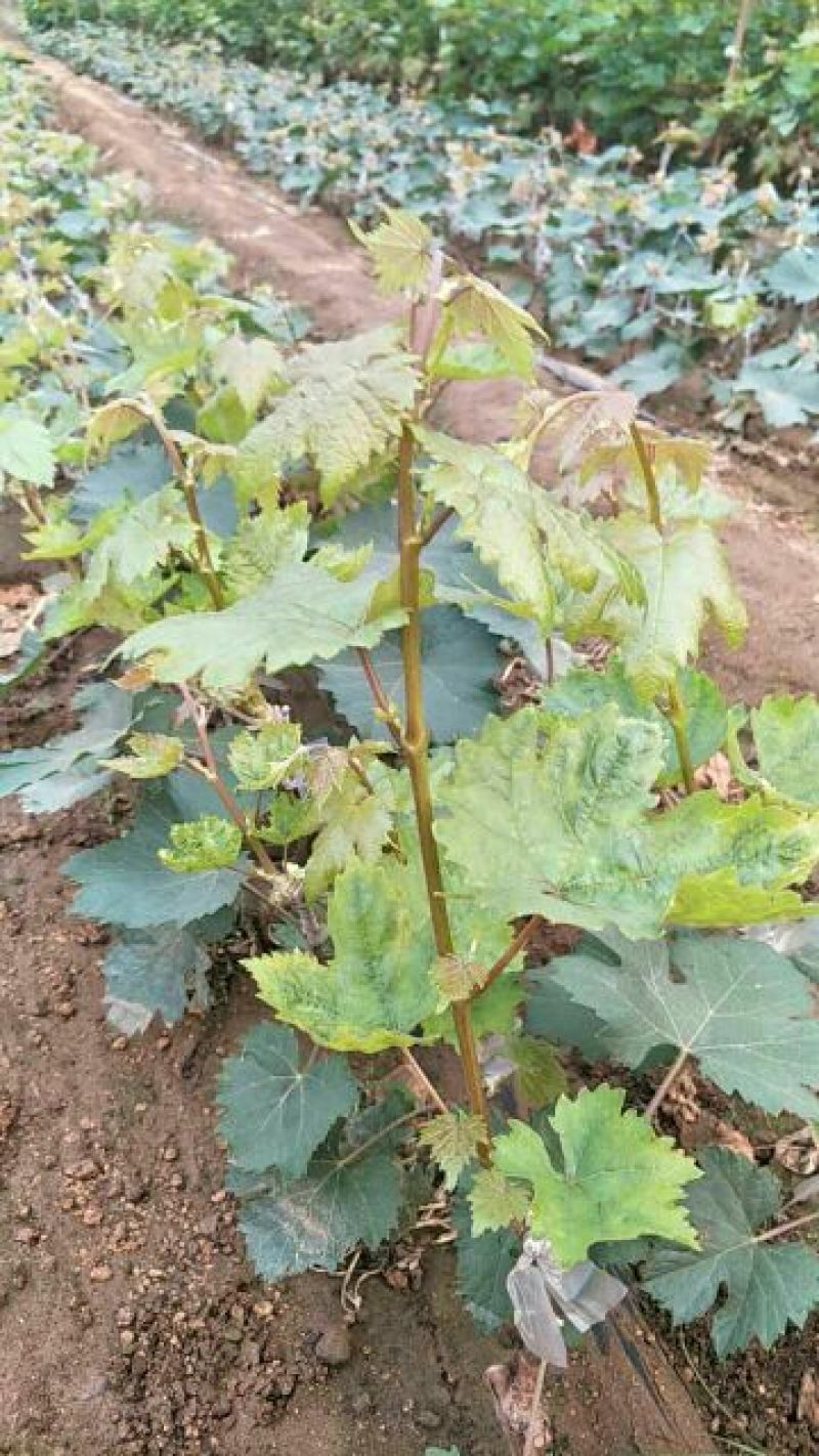 甜蜜蓝宝石葡萄苗30~50cm1年
