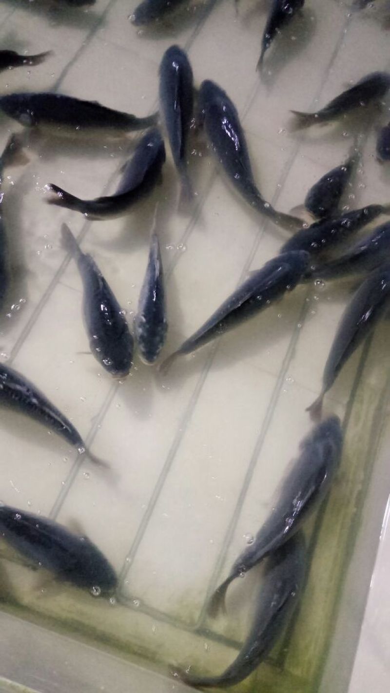 裸鲤鱼食用2~3公斤