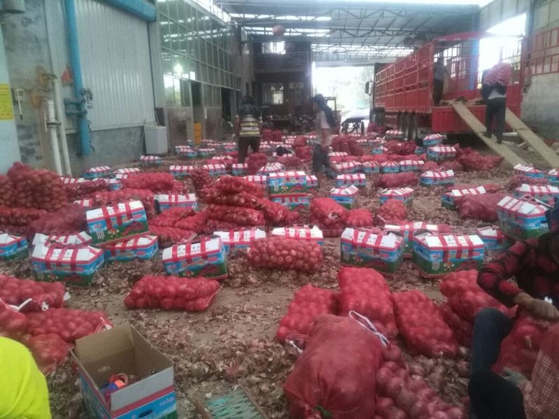 洋葱各品种规格各产地常年供应，天天批发价