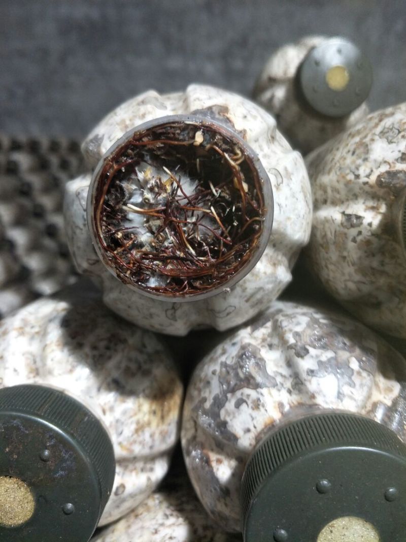 密环菌