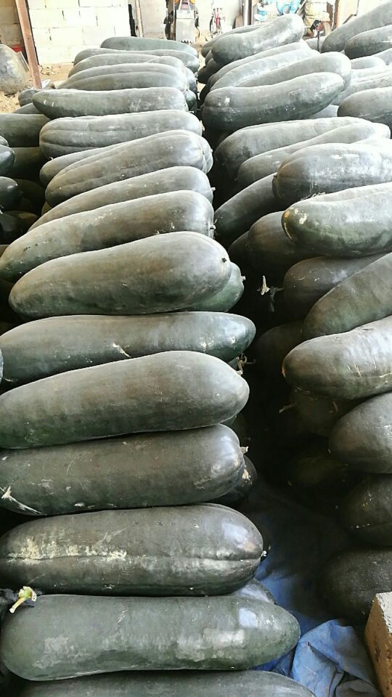 黑皮冬瓜10斤以上吊冬瓜