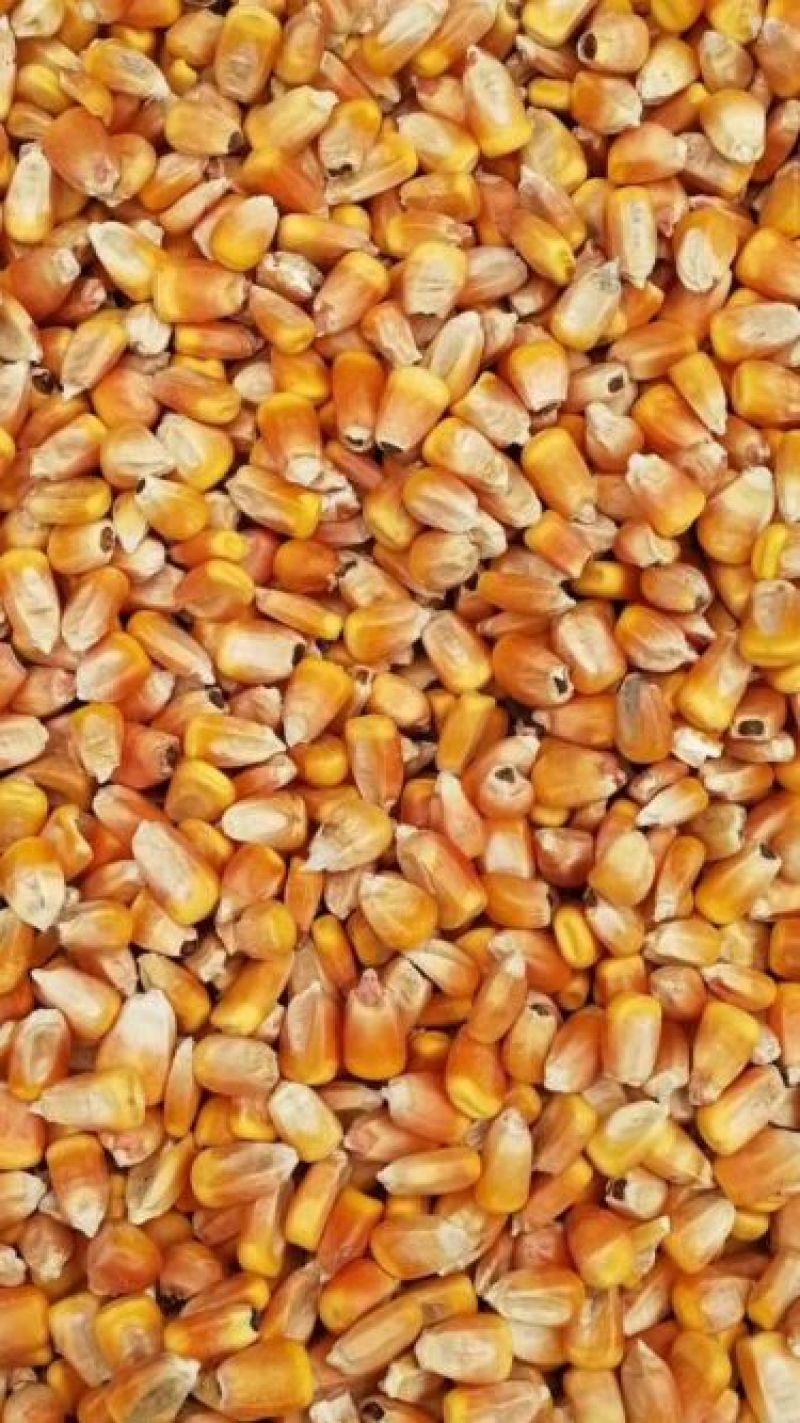 玉米20~30%