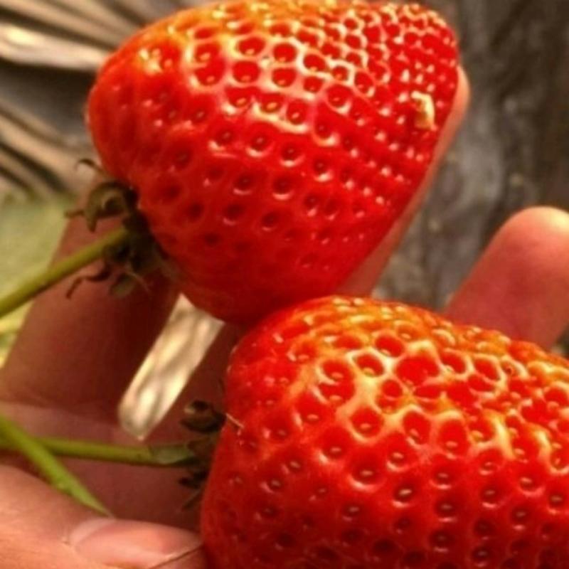 红颜草莓苗高度20到30公分，品种纯正