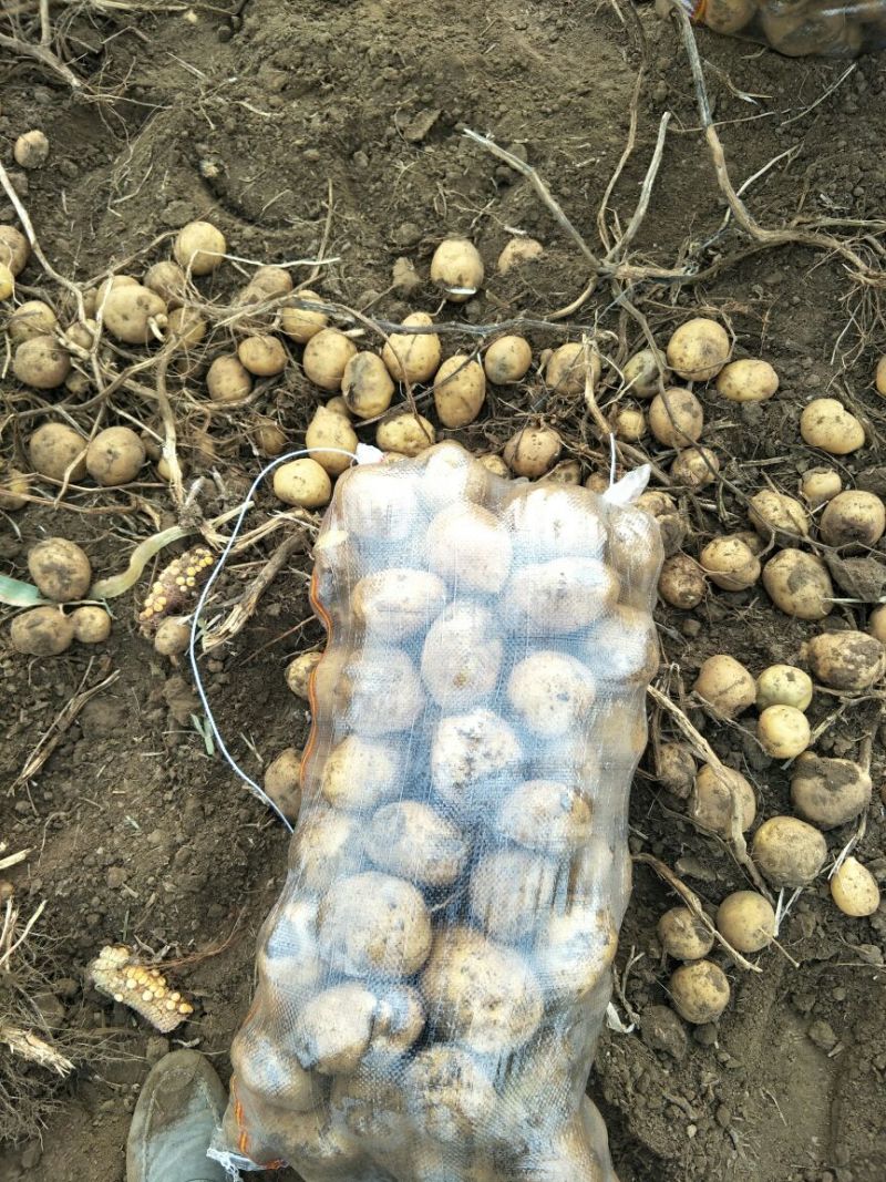 延薯四号土豆3两以上精品