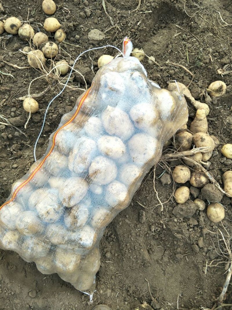 延薯四号土豆3两以上精品