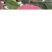 红富士苹果70mm以上纸袋