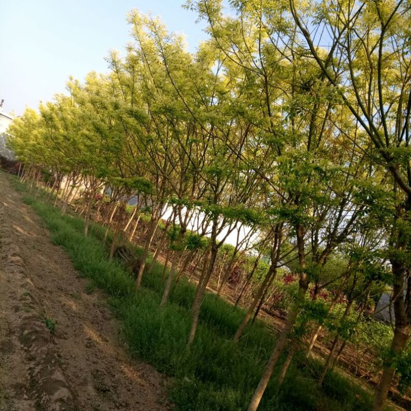 杨树苗1公分当年杨树苗基地种植107杨树苗生长速度快