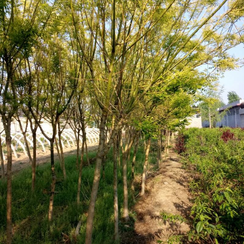 杨树苗1公分当年杨树苗基地种植107杨树苗生长速度快