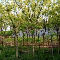 杨树苗1公分当年杨树苗基地种植107杨树苗生长速度快
