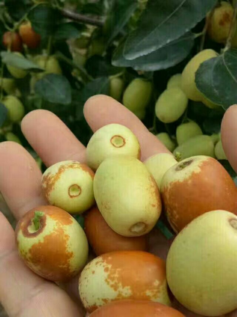 枣树苗价格便宜金丝大枣好吃可以量干