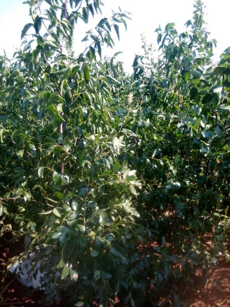 枣树苗价格便宜金丝大枣好吃可以量干
