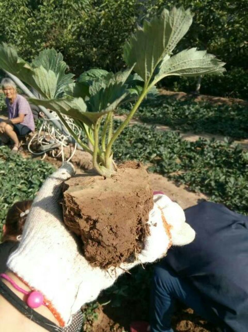 红颜草莓苗10cm以下