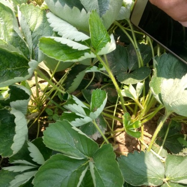 红颜草莓苗10cm以下