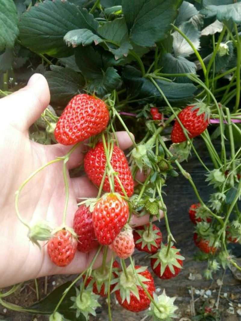 红颜草莓苗10cm以下