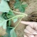 红颜草莓苗10cm以下