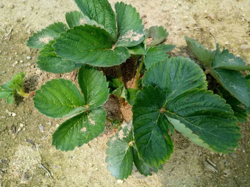 红颜草莓苗10cm以下