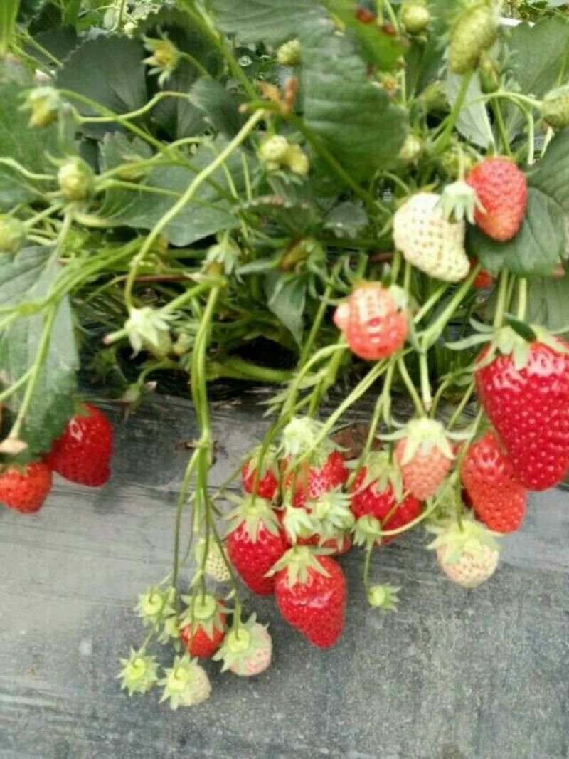 红颜草莓苗10cm以下