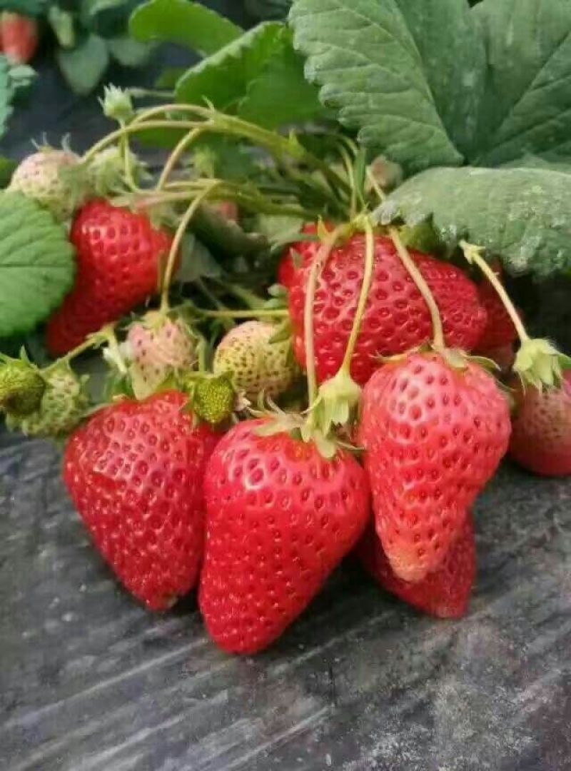红颜草莓苗10cm以下