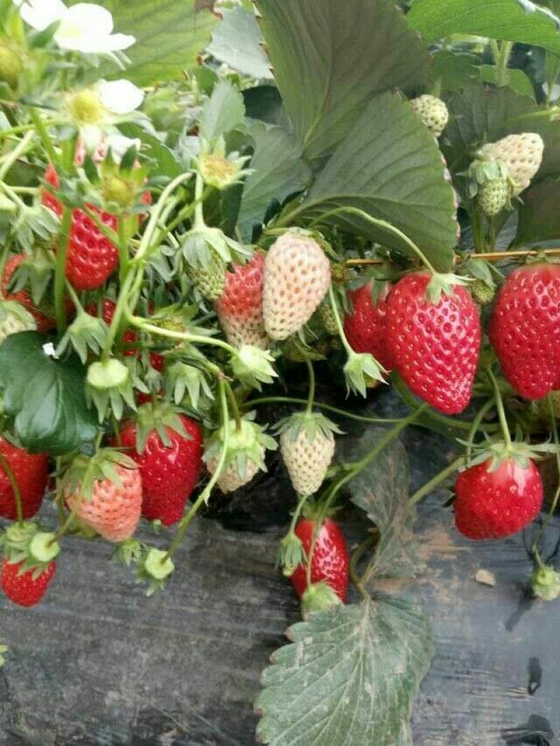 红颜草莓苗10cm以下