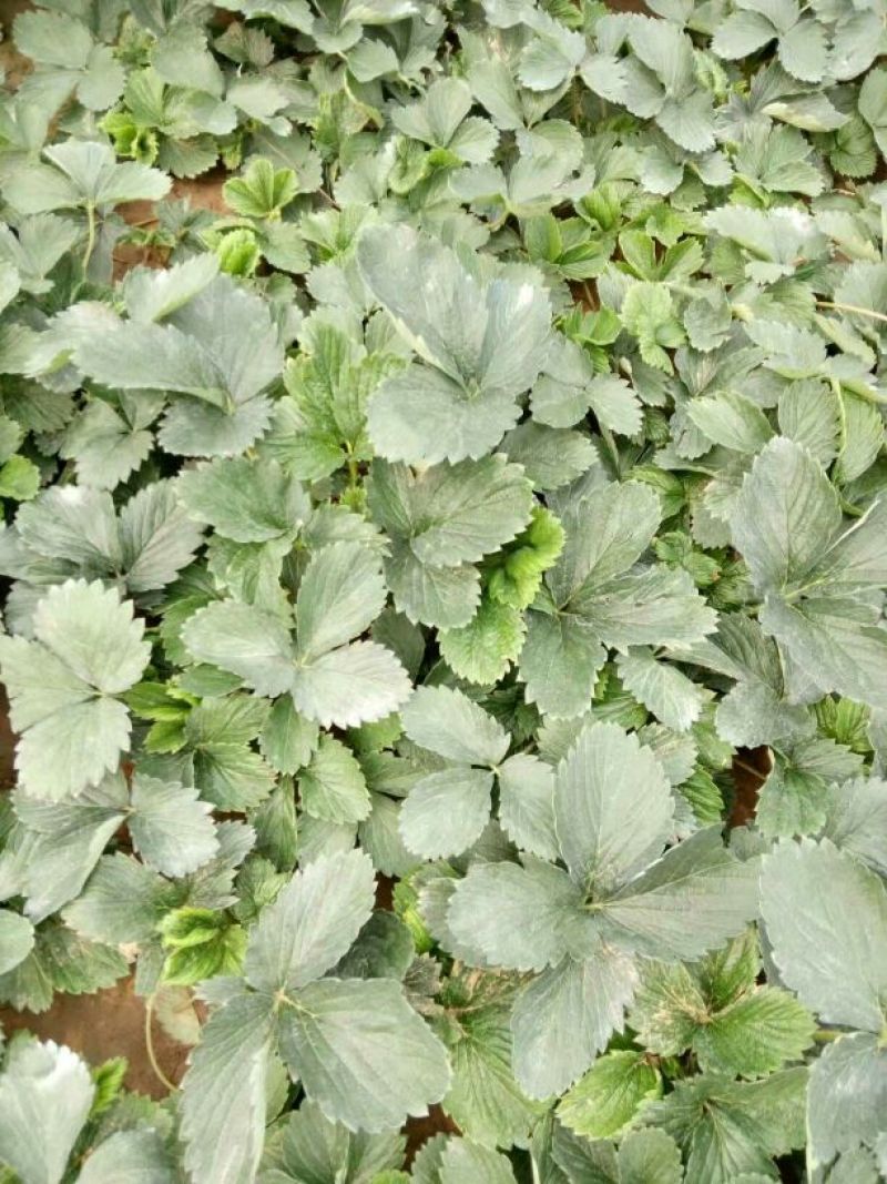红颜草莓苗10cm以下