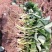 红颜草莓苗10cm以下