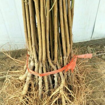 金秋红蜜桃树苗80cm以上