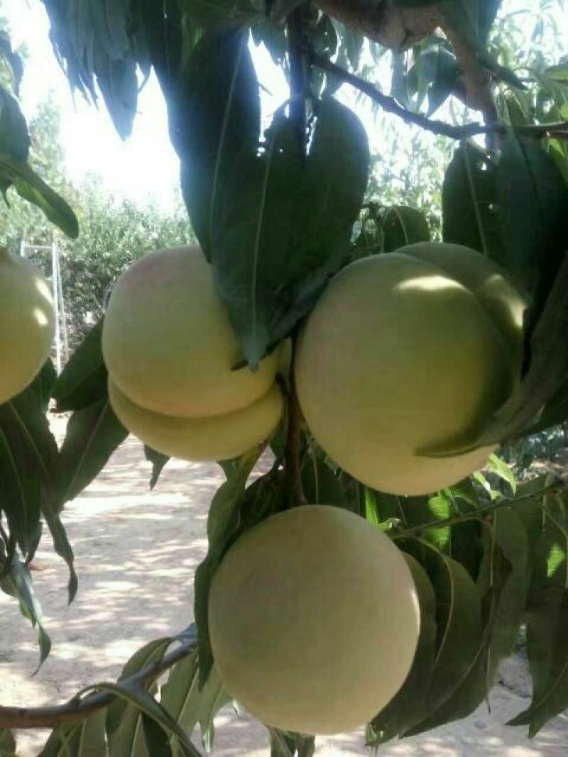 金秋红蜜桃树苗80cm以上