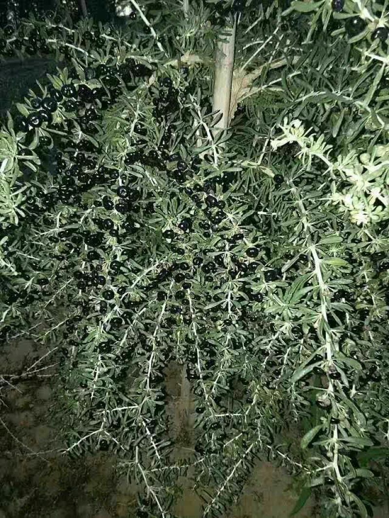 宁夏中宁枸杞特级新货无硫不染色产地直发批发零售