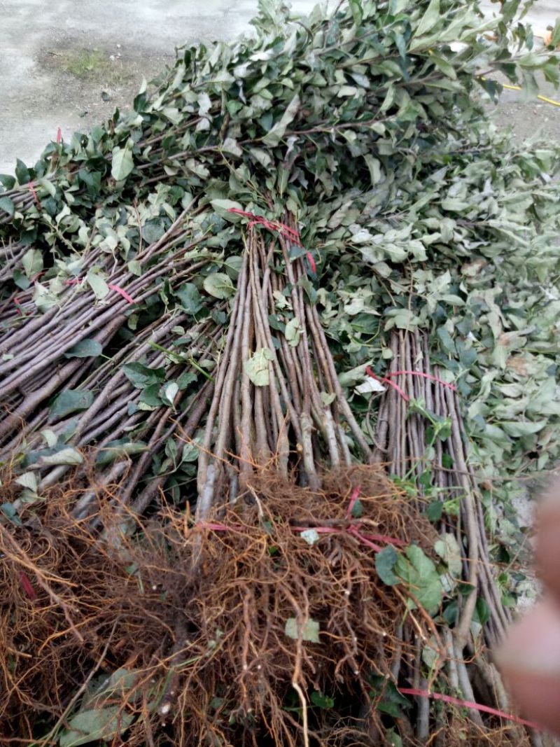 红富士苹果树苗80cm以上