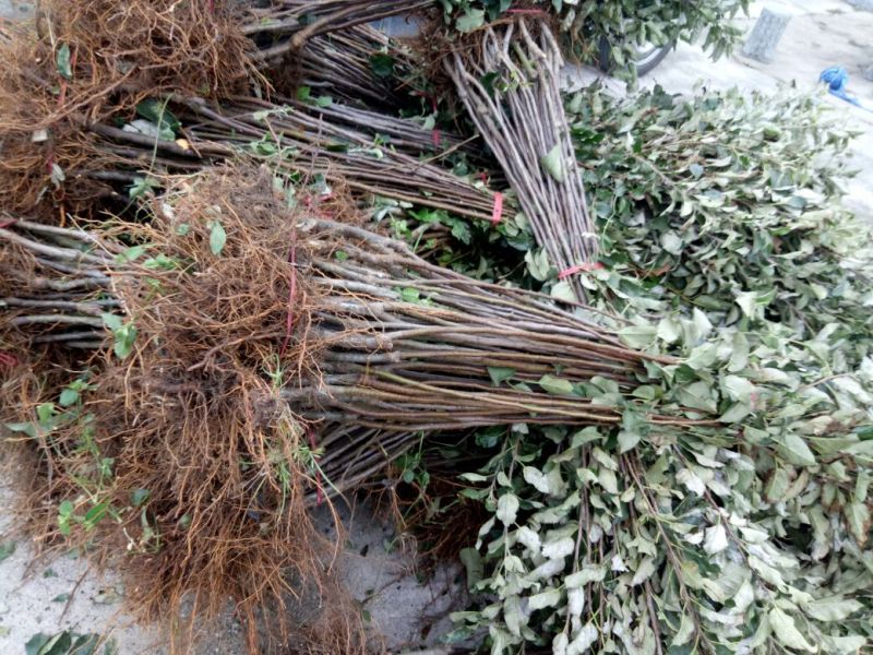 红富士苹果树苗80cm以上